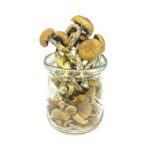 mushroom penis envy
