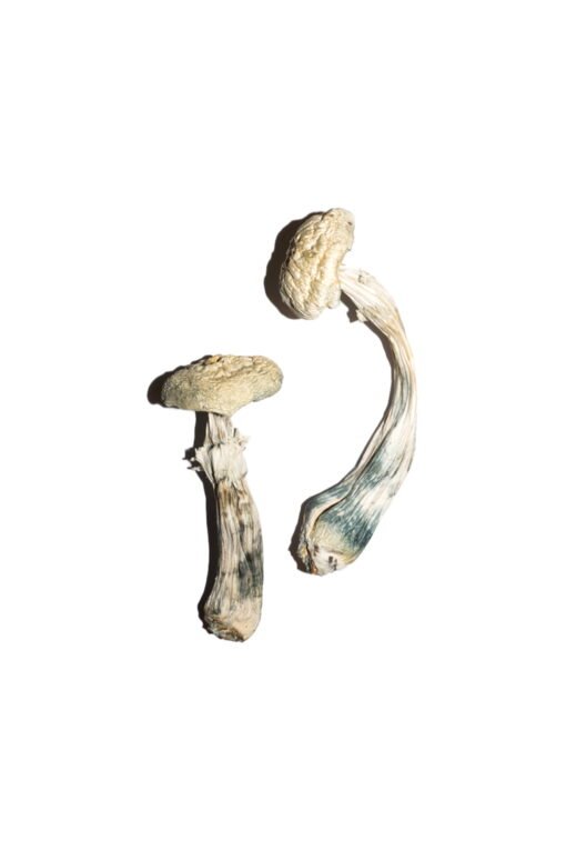 white mushrooms south carolina​